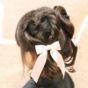 卒園式におすすめの可愛い女の子の髪型を自宅で簡単にアレンジ！part3