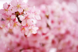 image001
